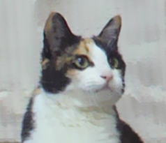 キレイ猫ニャン♪