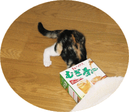 どこでも入りたいニャン