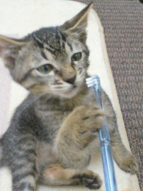 歯磨きする猫！